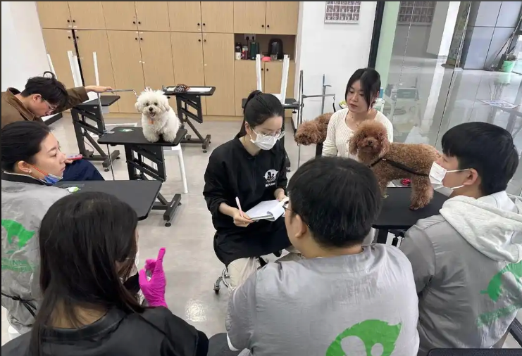 云浮市宠物剪毛宠物美容培训学校 - 价格
